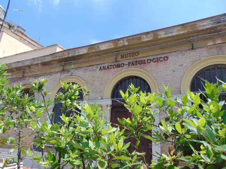 Testaccio market and quinto quarto food walk