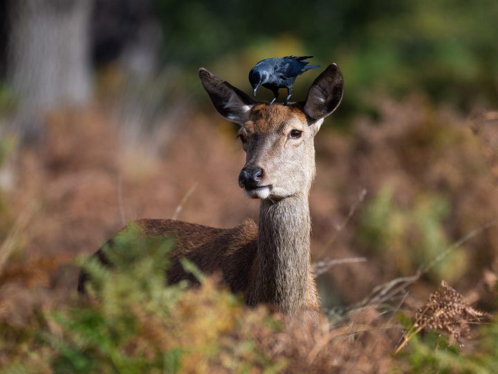 Richmond Park deer and the Thames path