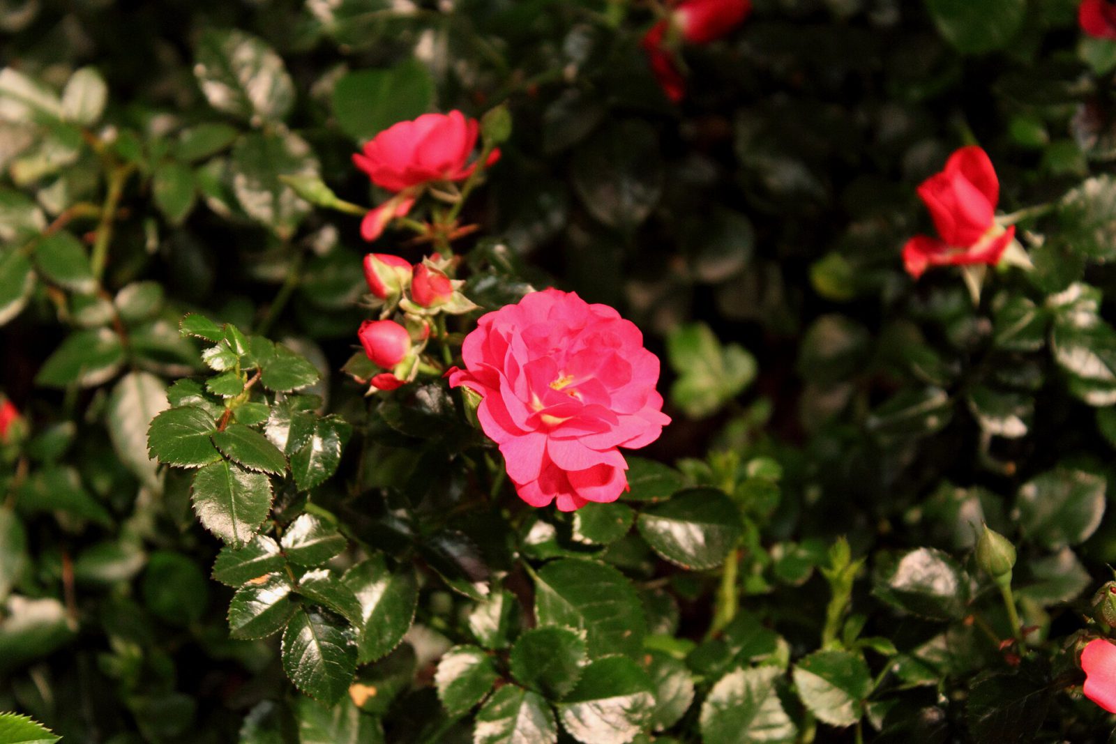 Sorrento with kids: a 45-minute planning call